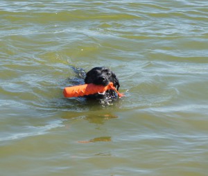 Zwemmende labrador Otis